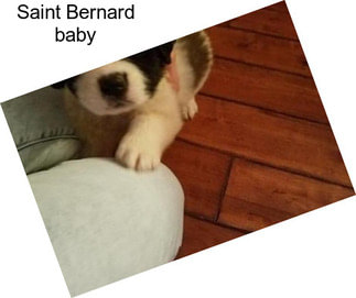 Saint Bernard \