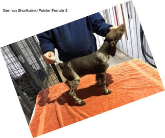 German Shorthaired Pointer Female 3