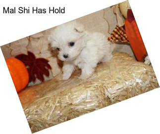 Mal Shi Has Hold