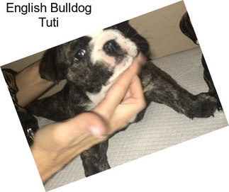 English Bulldog Tuti