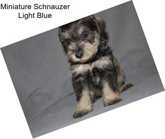 Miniature Schnauzer Light Blue