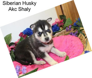 Siberian Husky Akc Shaly