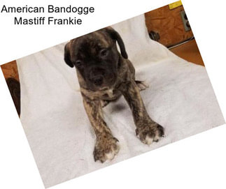 American Bandogge Mastiff Frankie