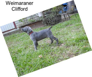 Weimaraner Clifford