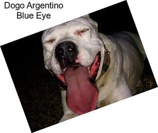Dogo Argentino Blue Eye