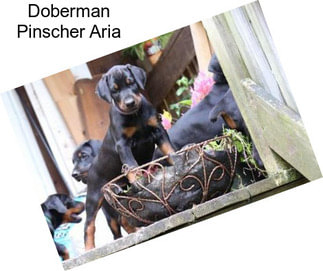 Doberman Pinscher Aria