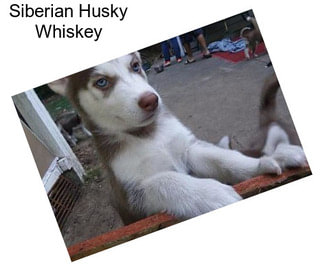 Siberian Husky Whiskey