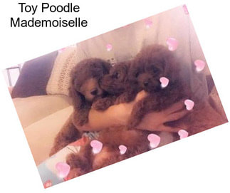 Toy Poodle Mademoiselle