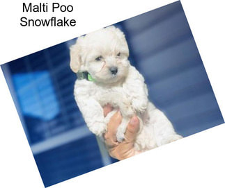 Malti Poo Snowflake