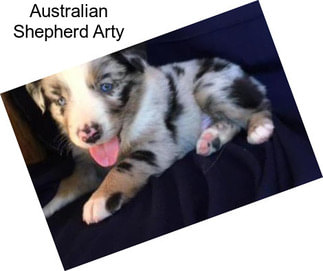 Australian Shepherd Arty