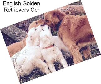 English Golden Retrievers Ccr