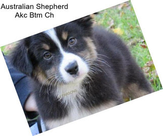 Australian Shepherd Akc Btm Ch