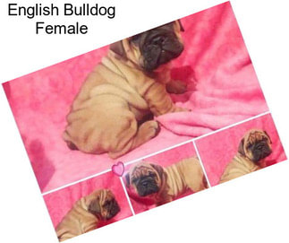 English Bulldog Female