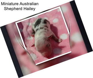 Miniature Australian Shepherd Hailey