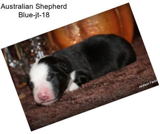 Australian Shepherd Blue-jt-18