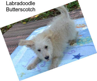 Labradoodle Butterscotch