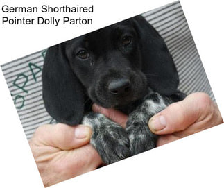 German Shorthaired Pointer Dolly Parton