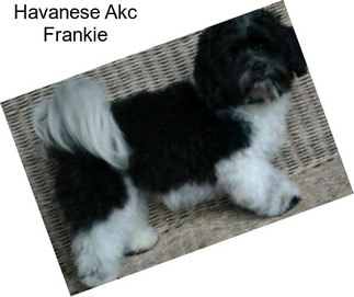 Havanese Akc Frankie