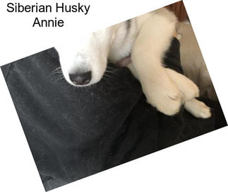 Siberian Husky Annie