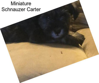 Miniature Schnauzer Carter