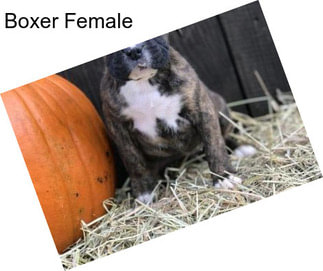 Boxer Female