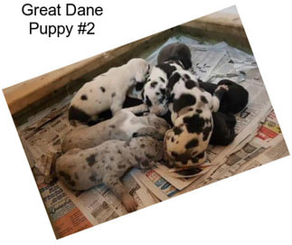 Great Dane Puppy #2