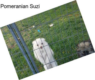 Pomeranian Suzi