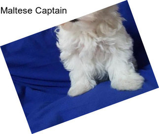 Maltese Captain