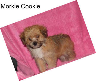 Morkie Cookie