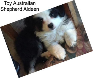 Toy Australian Shepherd Aldeen