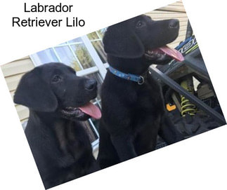 Labrador Retriever Lilo