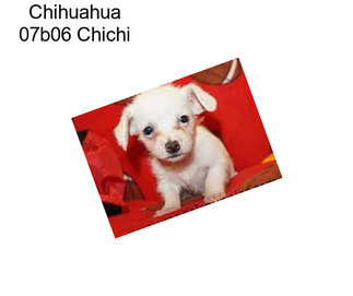 Chihuahua 07b06 Chichi