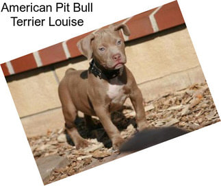 American Pit Bull Terrier Louise