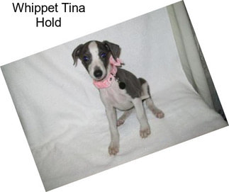 Whippet Tina Hold