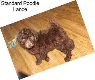 Standard Poodle Lance
