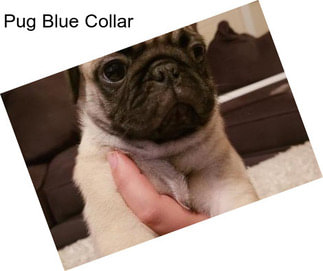 Pug Blue Collar