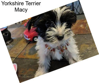 Yorkshire Terrier Macy