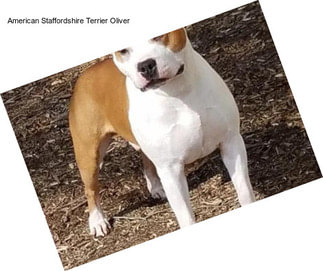 American Staffordshire Terrier Oliver