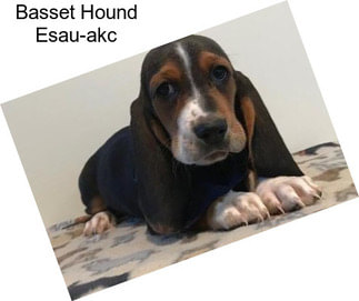 Basset Hound Esau-akc