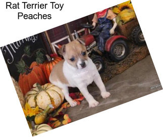 Rat Terrier Toy Peaches