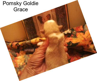 Pomsky Goldie Grace