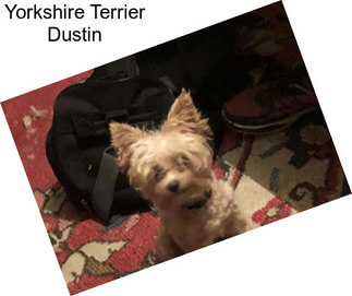 Yorkshire Terrier Dustin