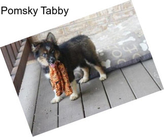 Pomsky Tabby