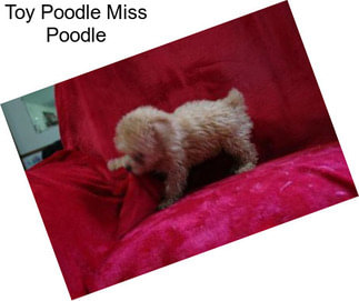 Toy Poodle Miss Poodle