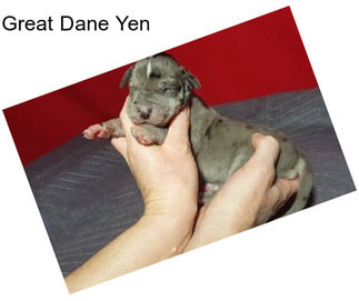 Great Dane Yen