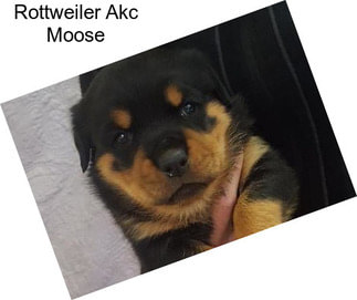 Rottweiler Akc Moose