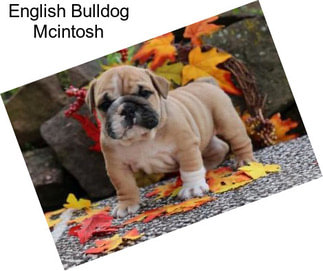 English Bulldog Mcintosh
