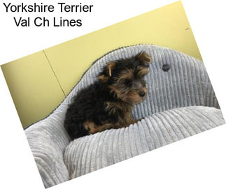 Yorkshire Terrier Val Ch Lines