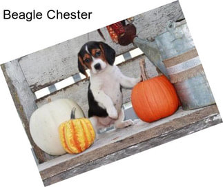 Beagle Chester