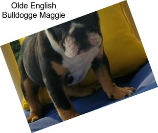 Olde English Bulldogge Maggie